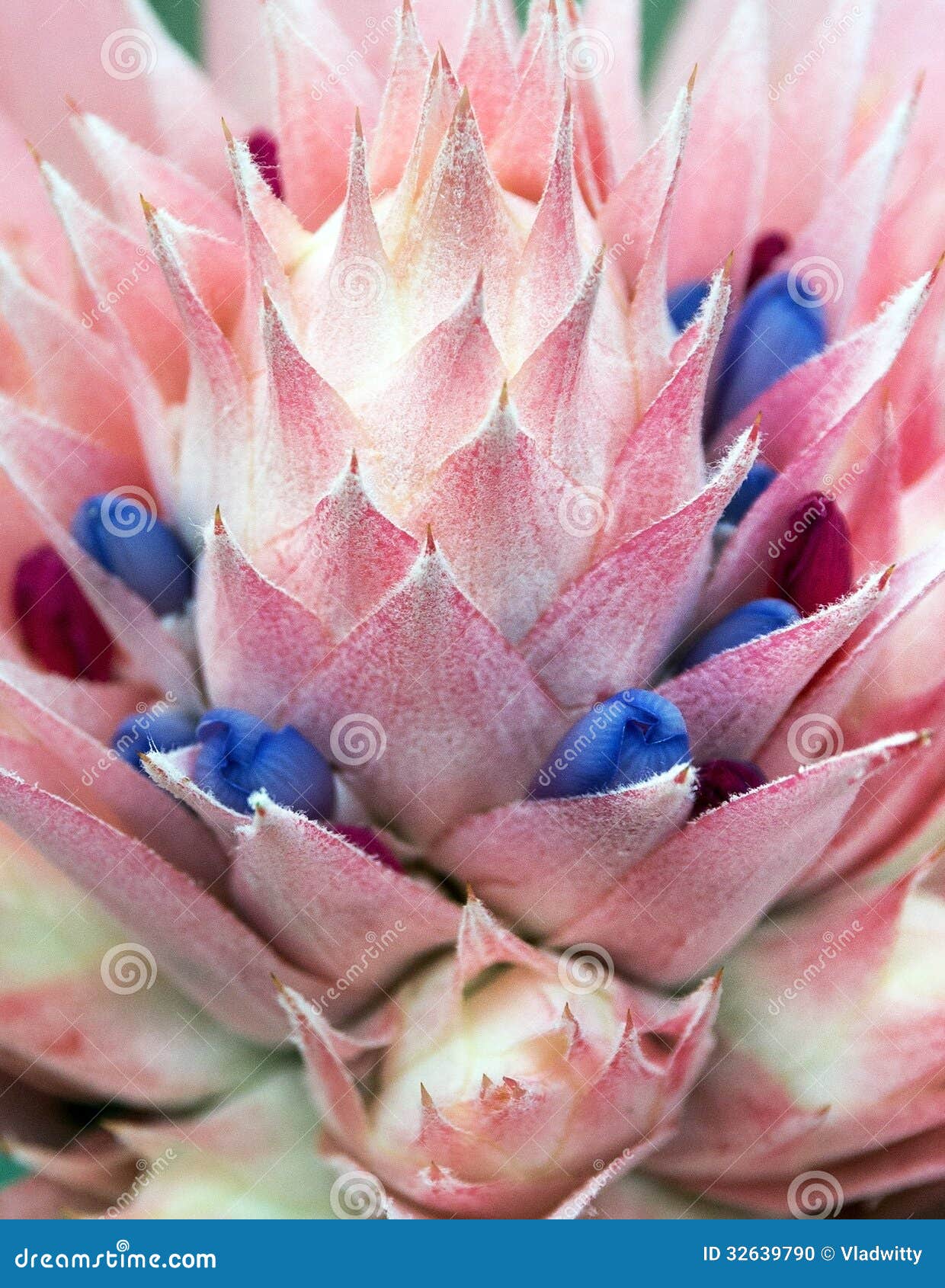 Bromelia De Aechmea Fasciata De La Flor Foto de archivo - Imagen de  resorte, planta: 32639790