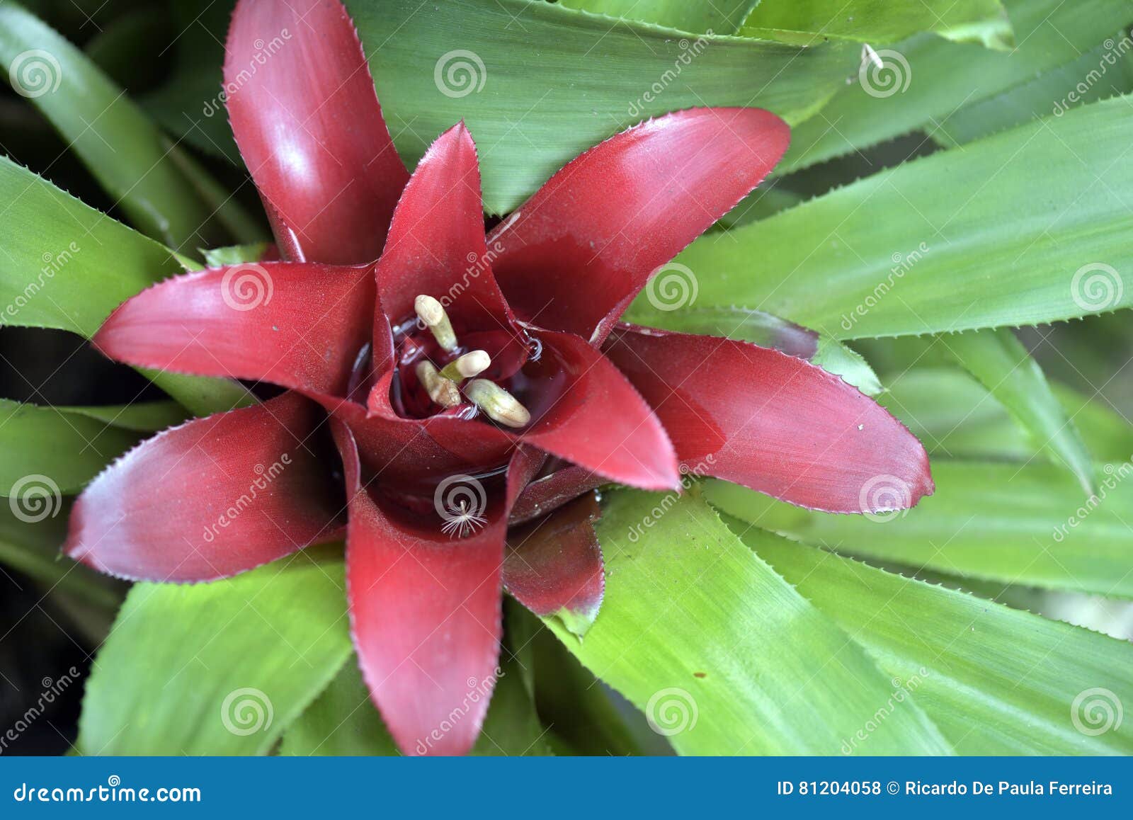 Bromelia Del Género Nidularium, Endémica Al Brasil Foto de archivo - Imagen  de resplandor, cubo: 81204058