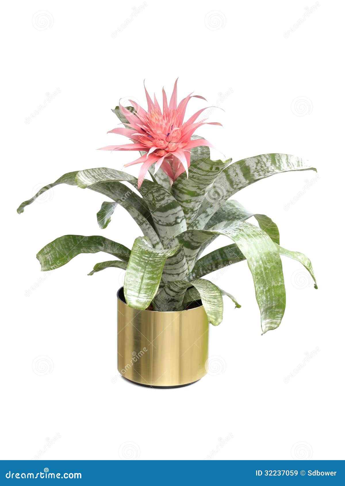 Bromelia Floreciente De Aechmea Fasciata Aislada En Blanco Imagen de  archivo - Imagen de rosa, floral: 32237059