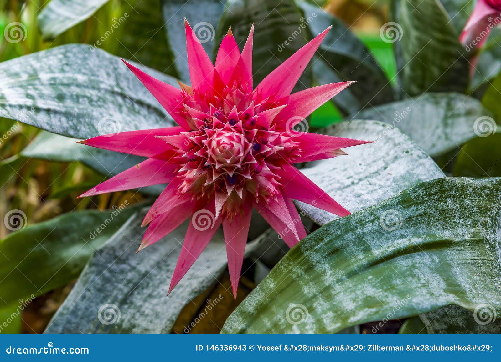 Bromelia Hermosa Con La Flor Rosada Las Bromelias Son Una Del Más Popular Y  Fácil-a-cuidado-para Los Houseplants Imagen de archivo - Imagen de brasil,  flor: 146336943