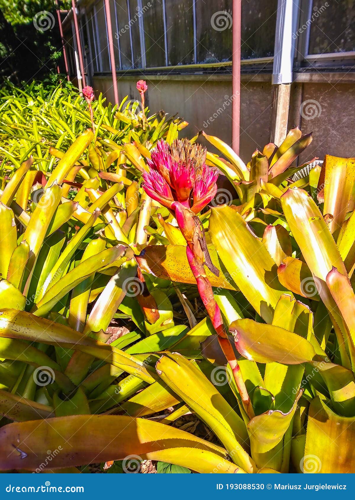 Bromelia foto de archivo. Imagen de verde, decorativo - 193088530