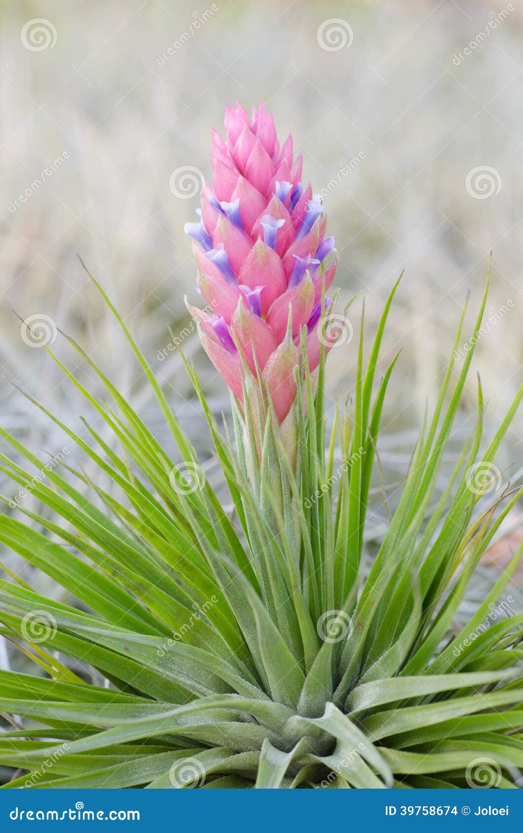 Bromelia (Tillandsia) foto de archivo. Imagen de flor - 39758674