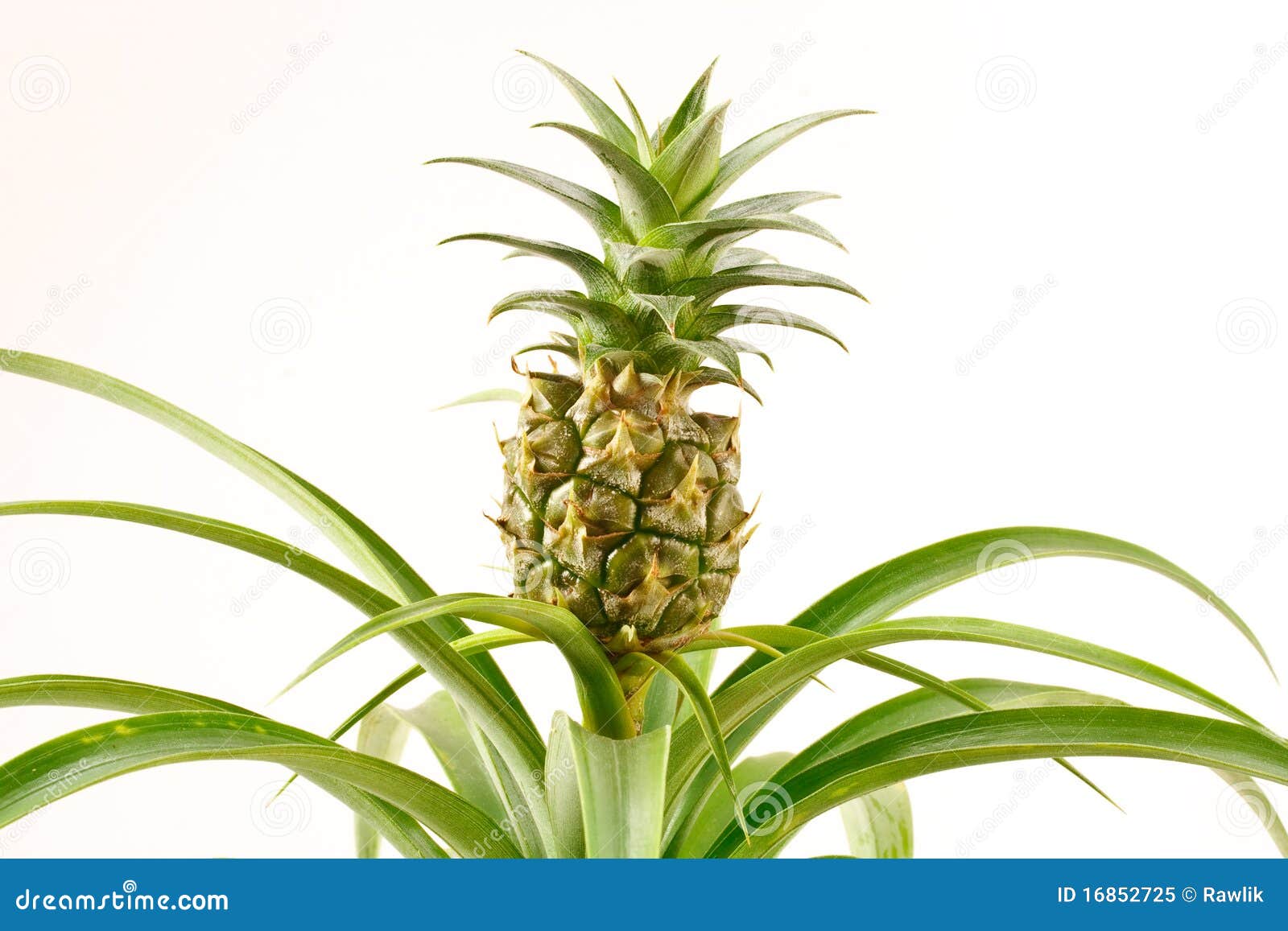 Bromeliad pineapple stock image. Image of abstract, close 16852725