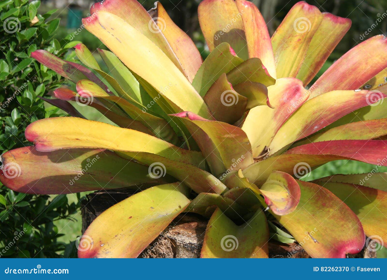 Bromeliad Plant in the Garden Stock Photo Image of petal, beautiful