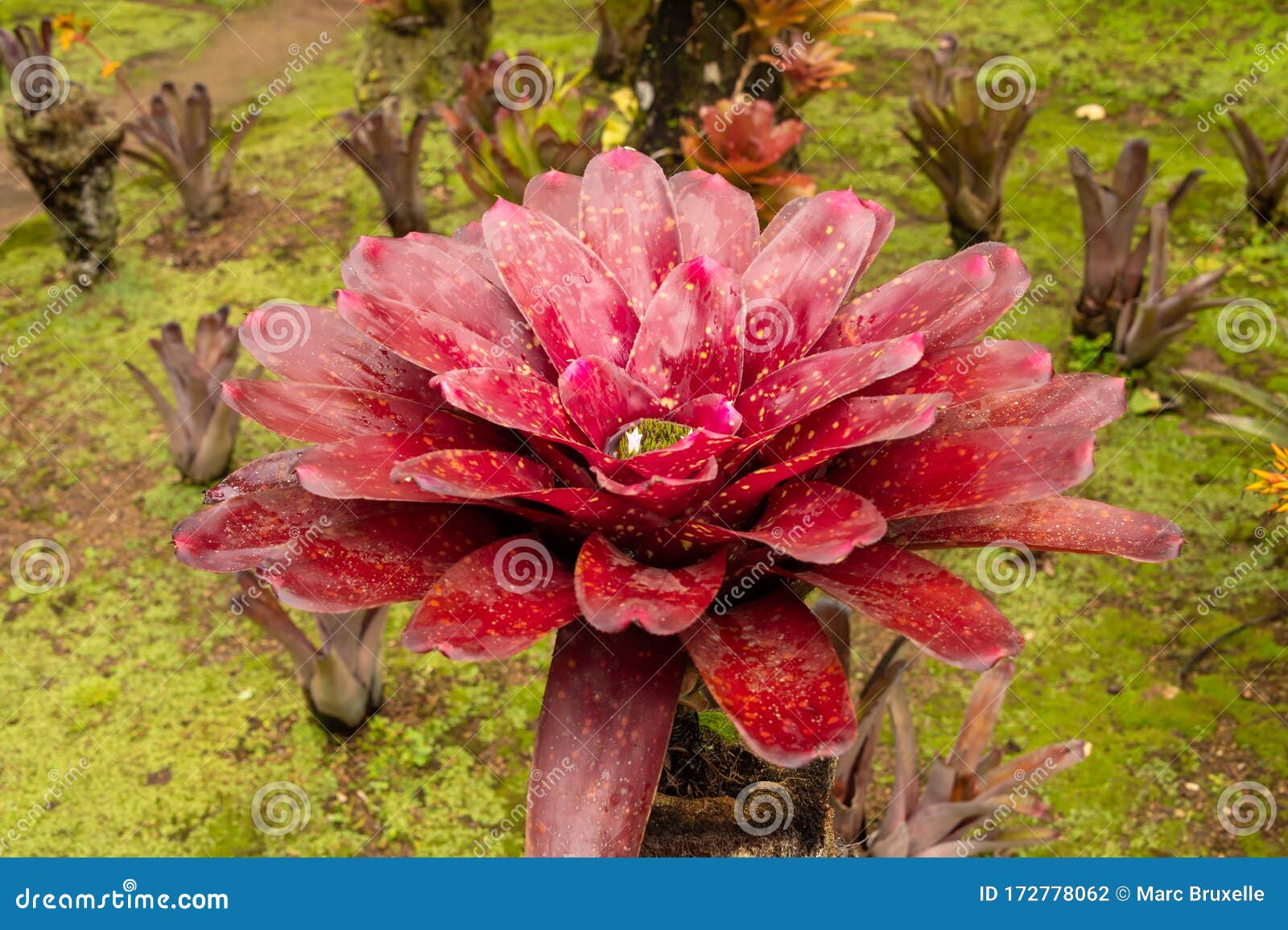 Bromeliad Plant in an Outdoor Garden Stock Photo Image of spring