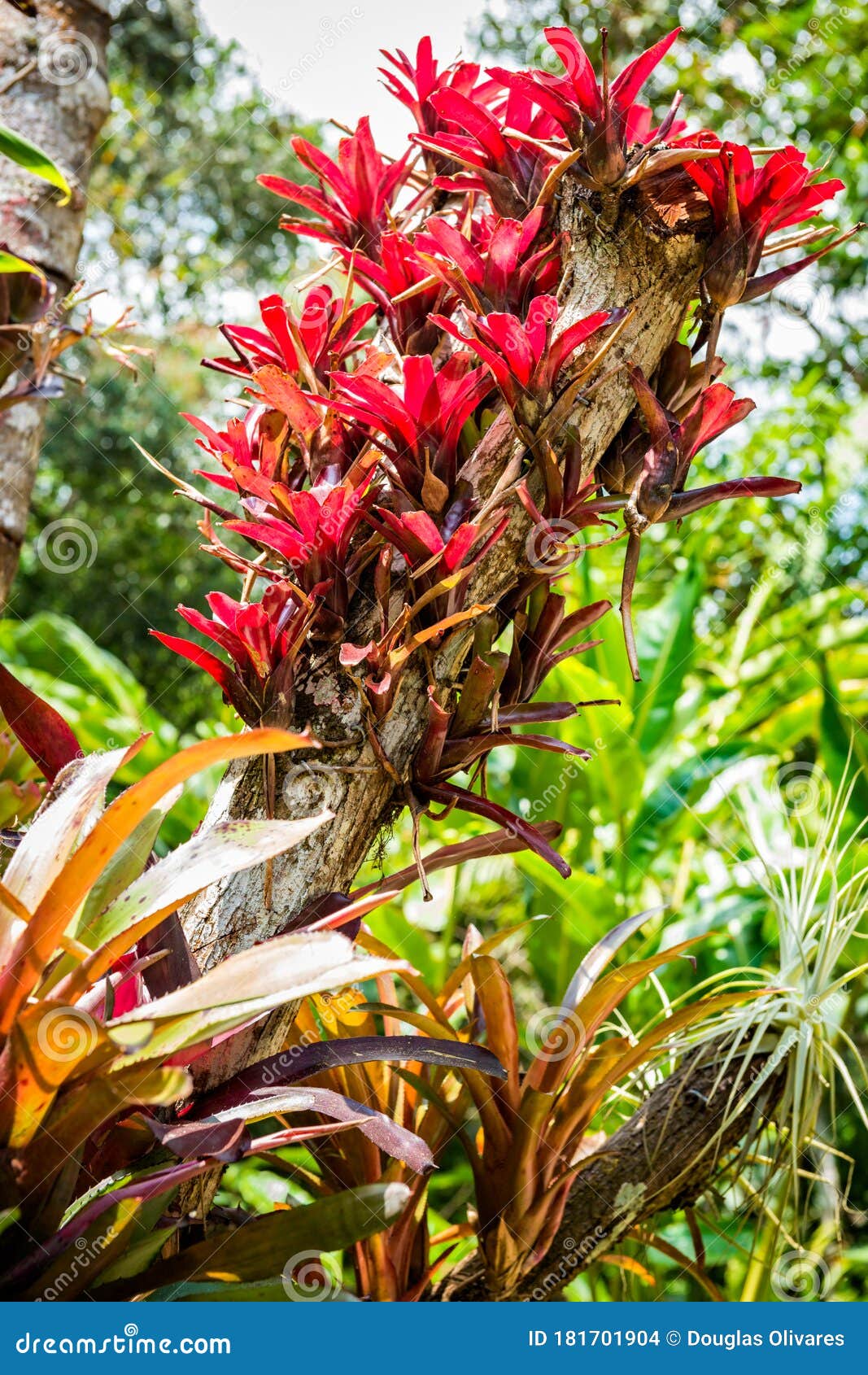 Bromeliad Plant in Tropical Nature Location Stock Photo - Image of  bromeliaceae, brazil: 181701904