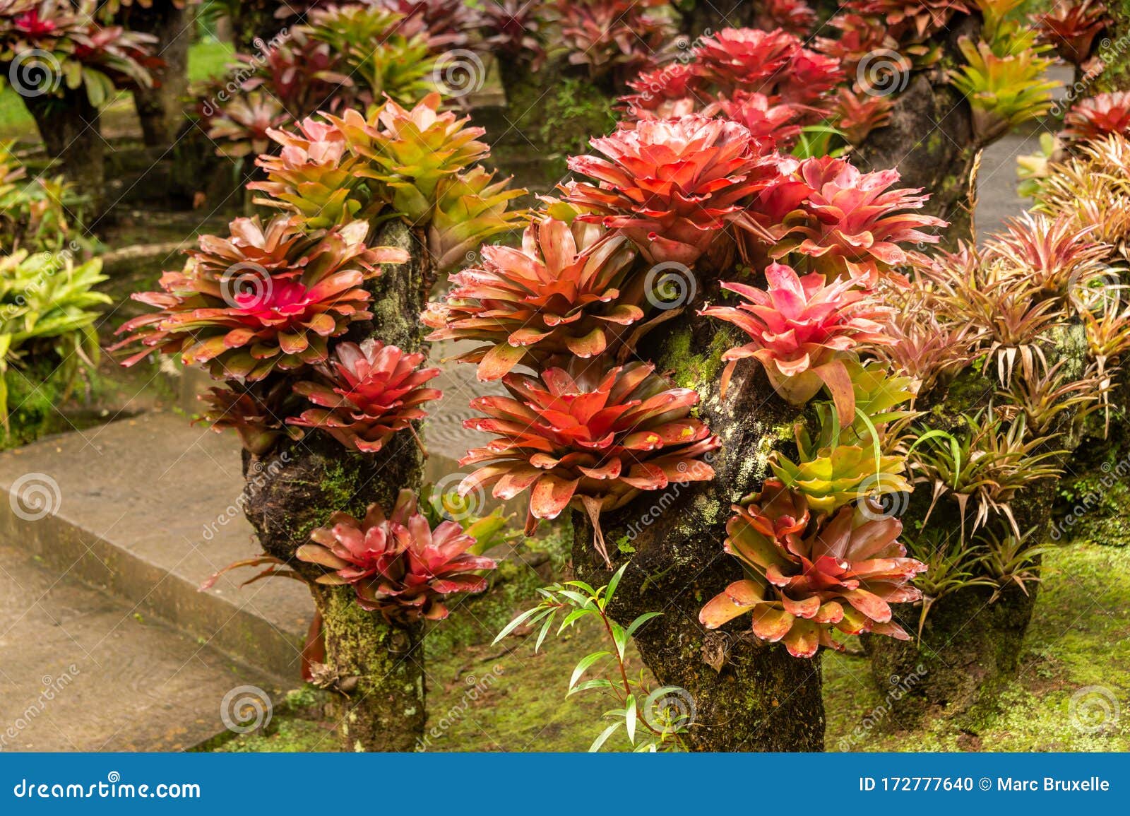 Bromeliad Plants in an Outdoor Garden Stock Photo Image of leaf