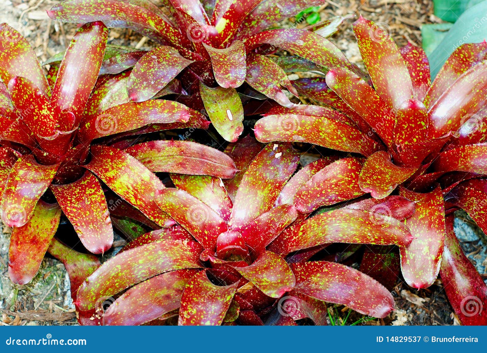 Bromeliads stock image. Image of fresh, beautiful, sunlight 14829537
