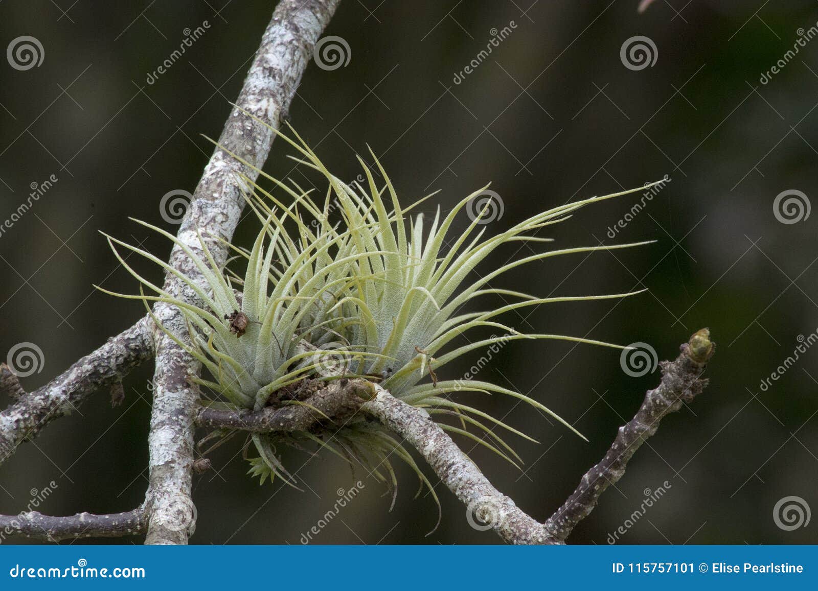 Bromelias Miniatura En Una Rama En Un Fondo Oscuro Imagen de archivo -  Imagen de fondo, verano: 115757101