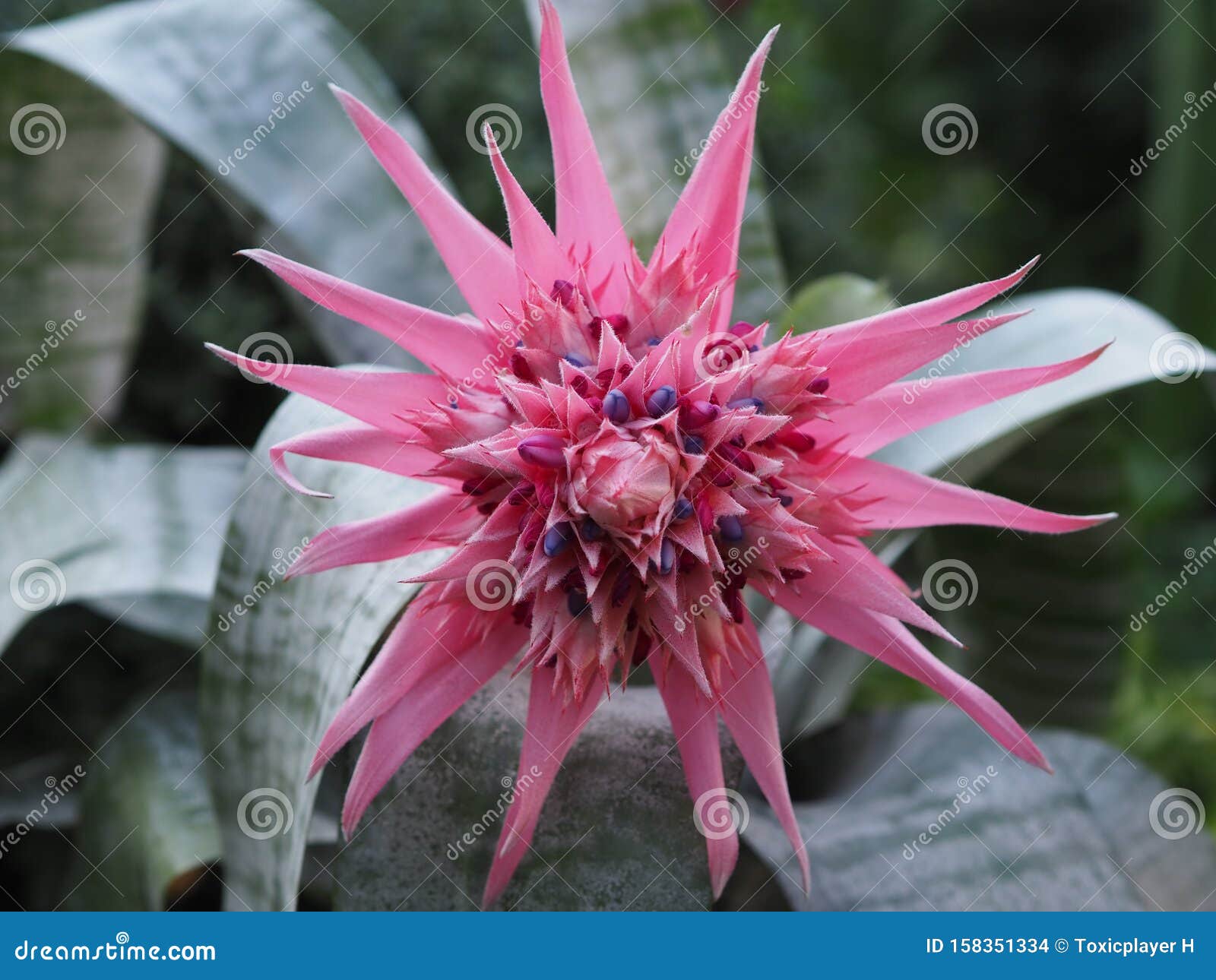 Bromelias Rosadas En Flor Con Hojas Foto de archivo - Imagen de flores,  plantas: 158351334