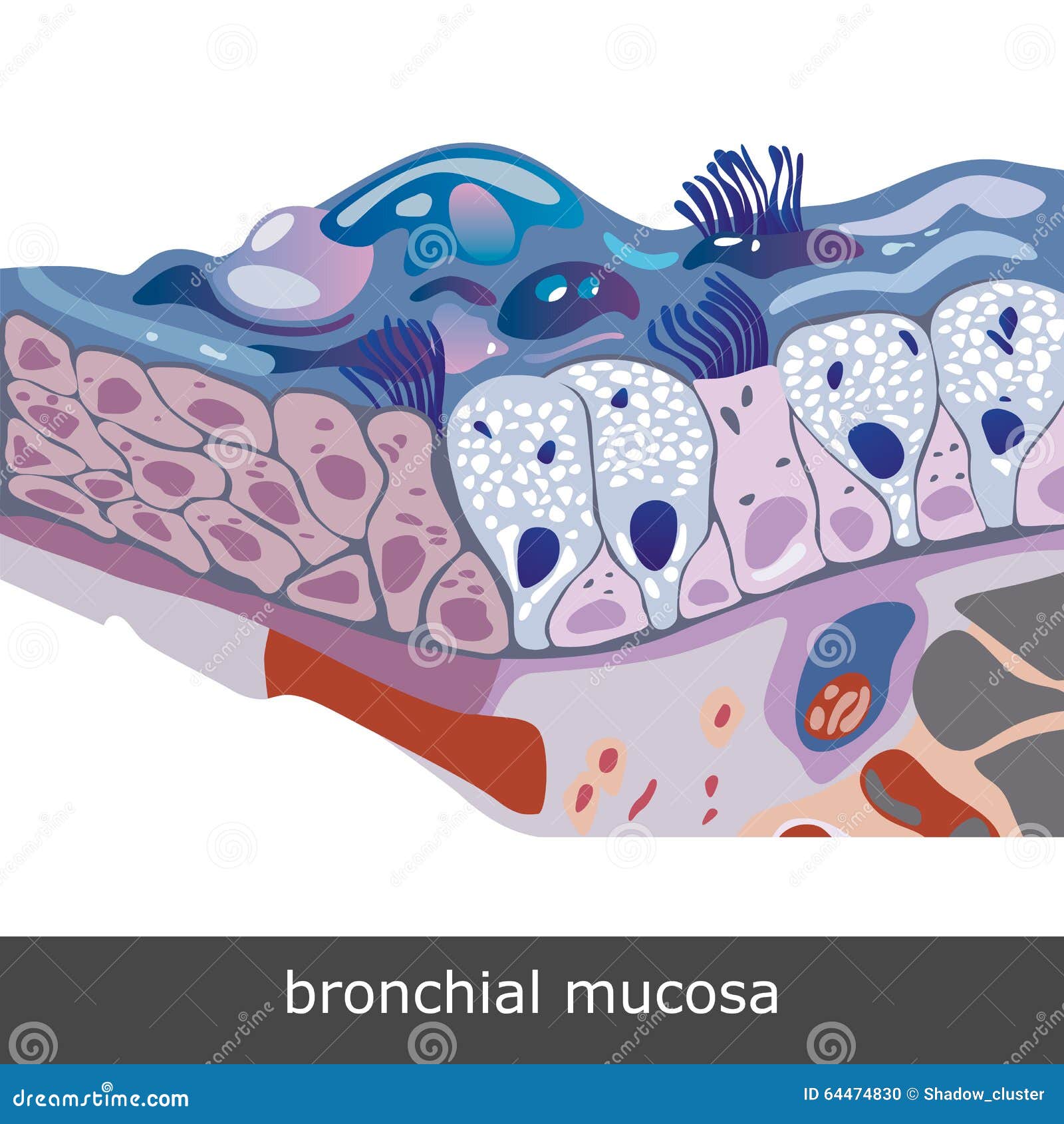 bronchial mucosa scheme