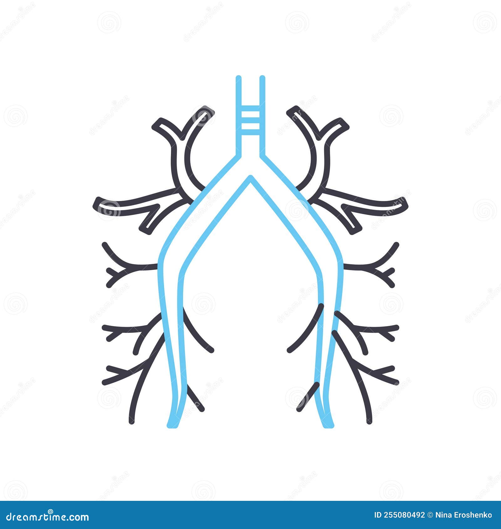 bronchus line icon, outline ,  , concept sign