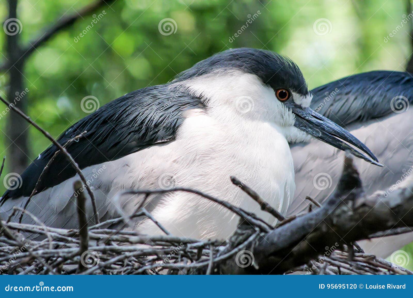bronx zoo s:3 e:5 weird birds that are black