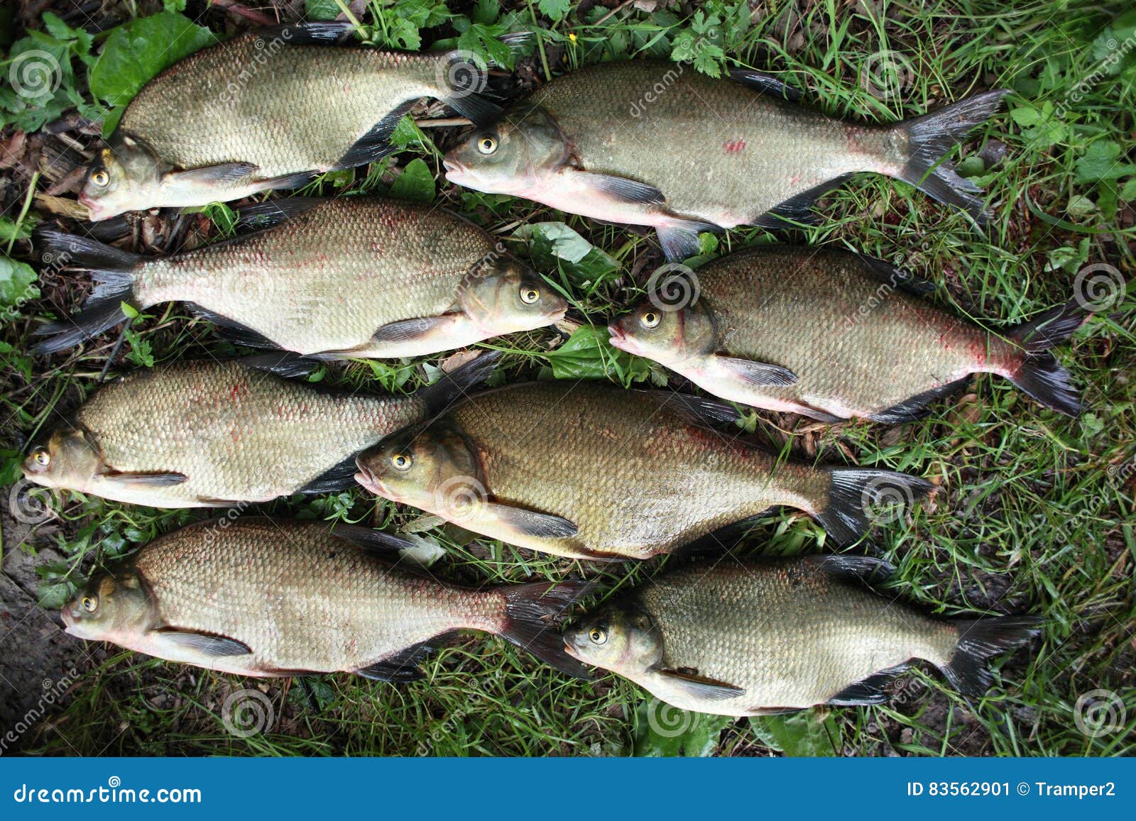 Bronze Bream stock image. Image of natural, common, bream 83562901