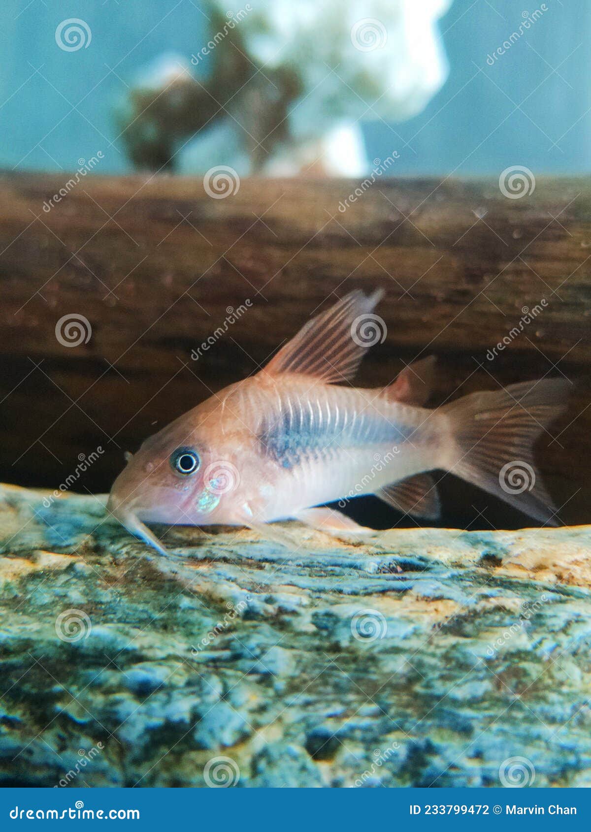 Bronze Corydoras Fish stock photo. Image of invertebrate 233799472