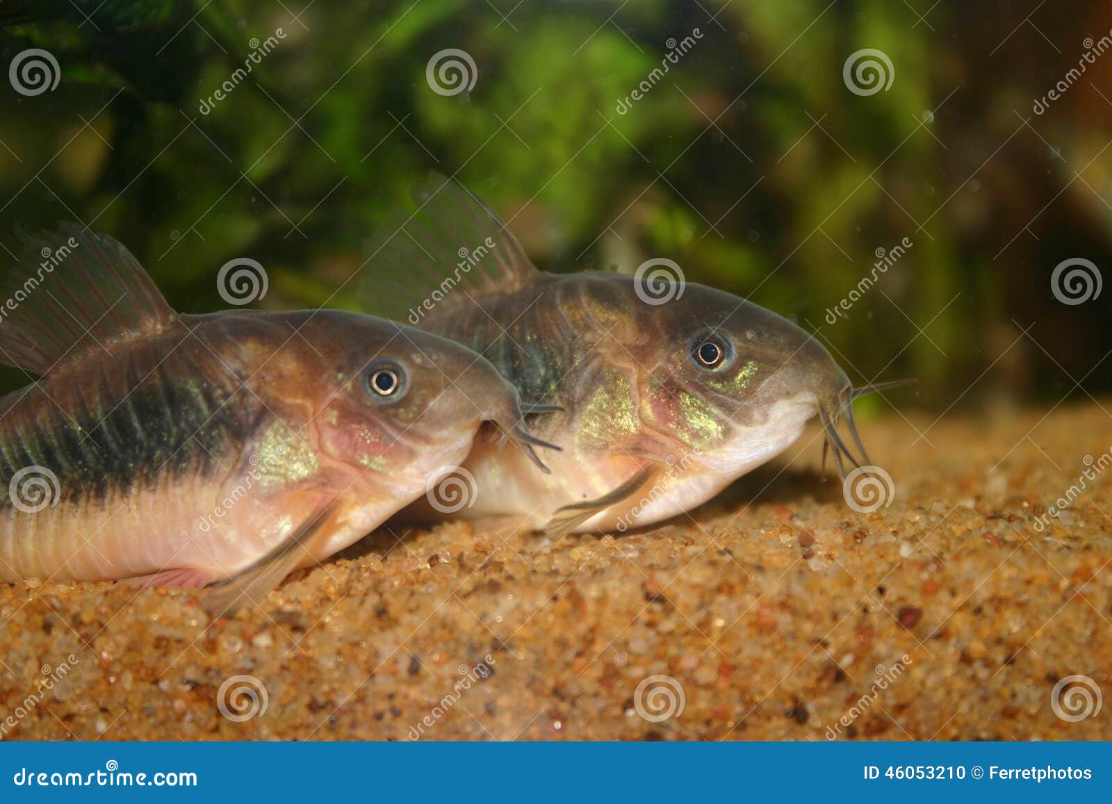 Bronze Corydoras, Corydoras Aeneus, Tropical Freshwater Fish In The Aquarium Stock Photo