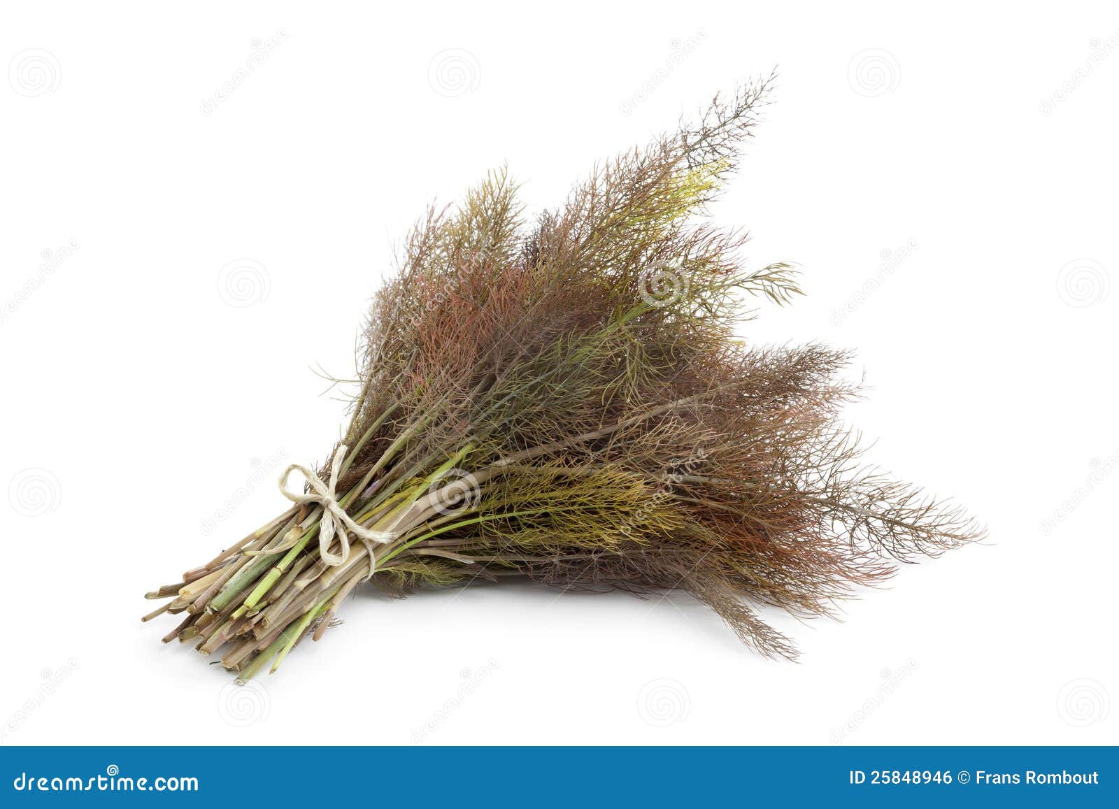 bronze fennel