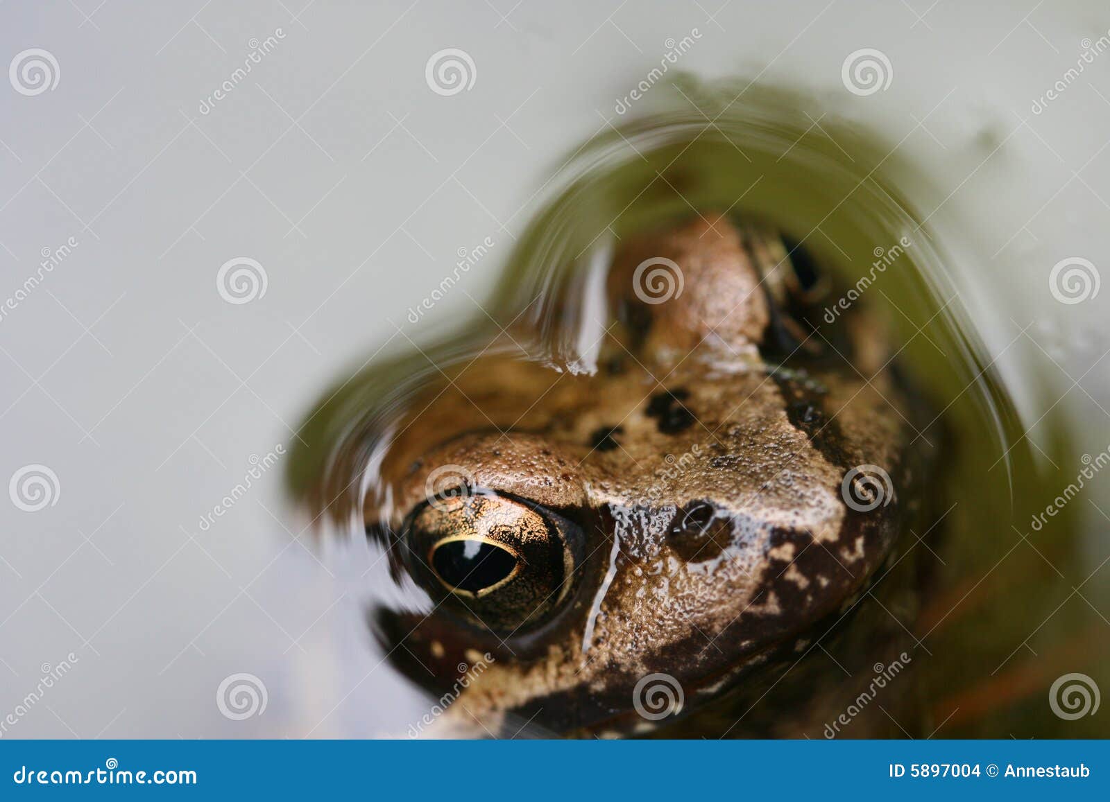 Bronze Frog stock photo. Image of species, eyes, frog 5897004