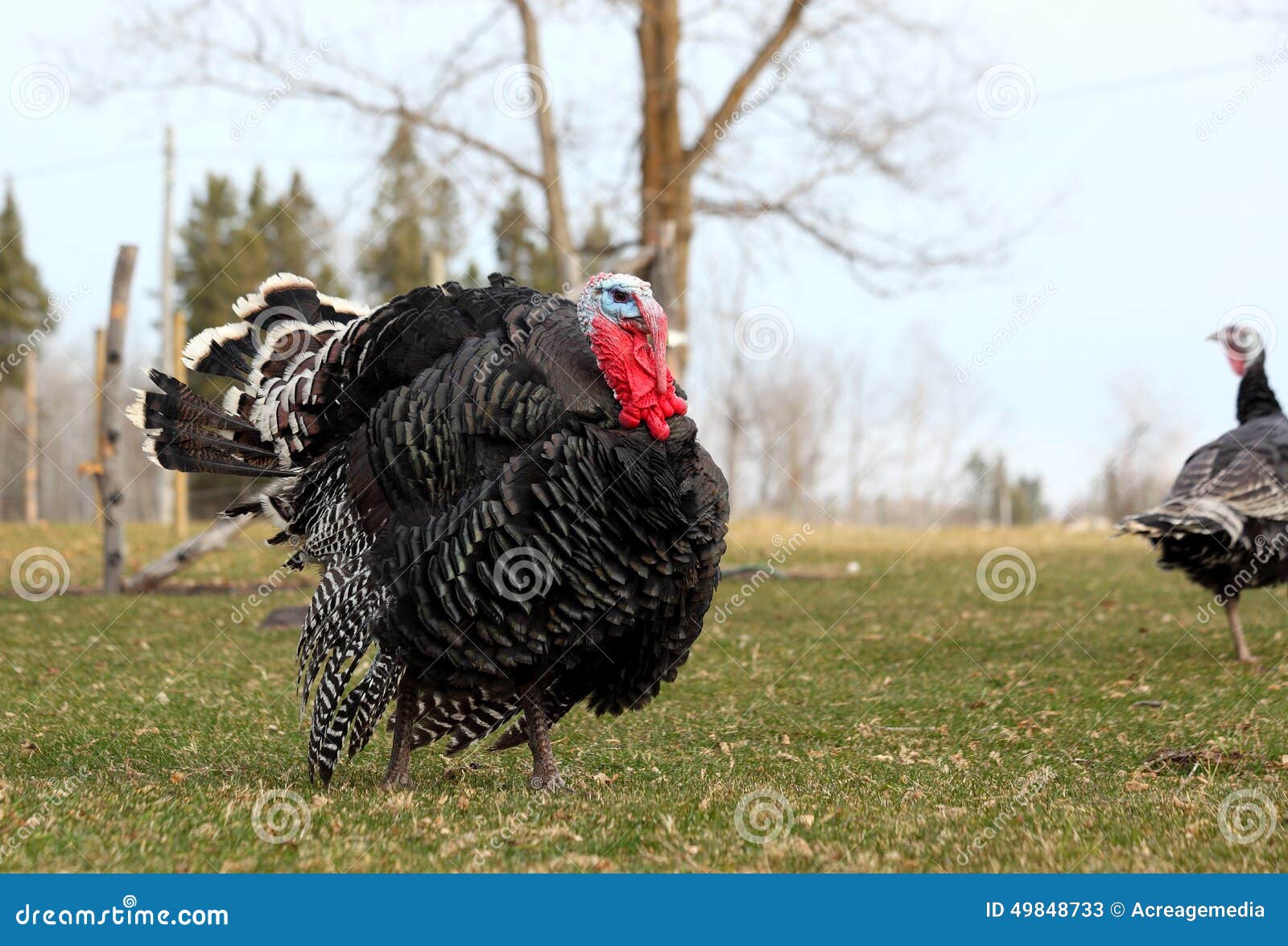 Bronze Orlopp Tom stock image. Image of grow, food, plummage 49848733