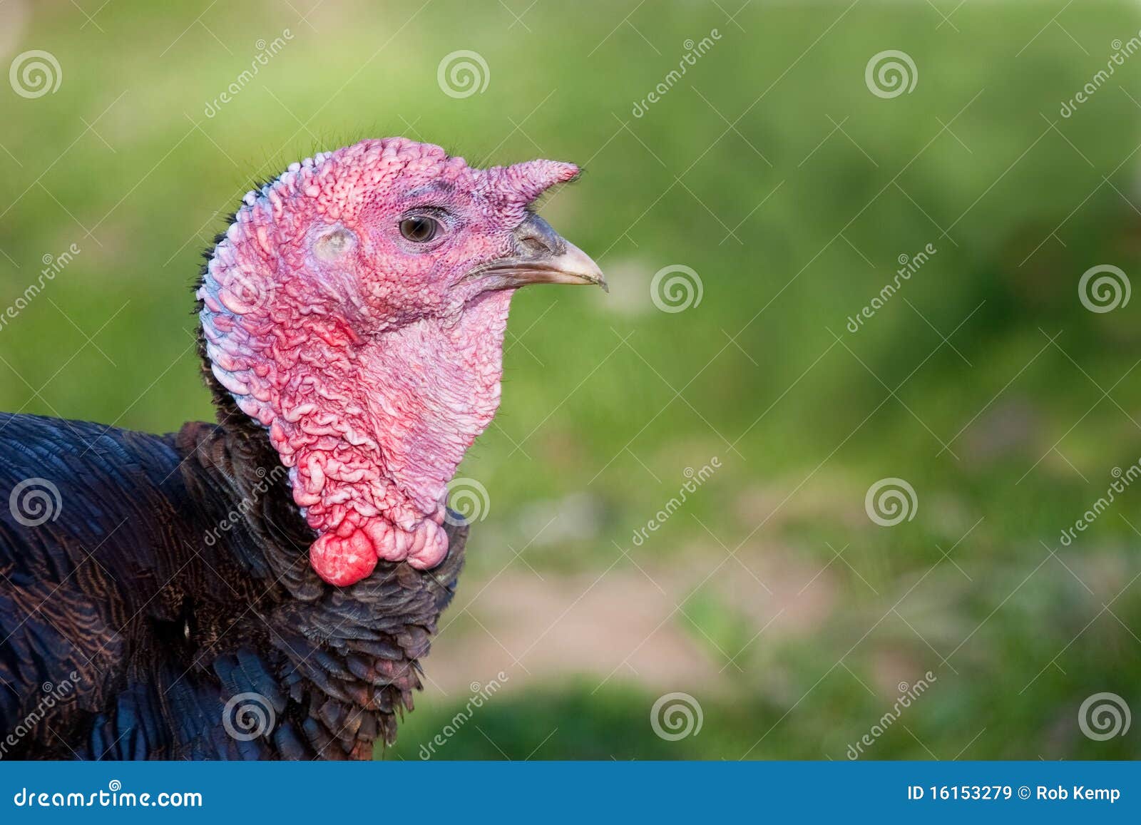 Bronze Turkey Close Up of Head with Wattle Stock Image Image of space