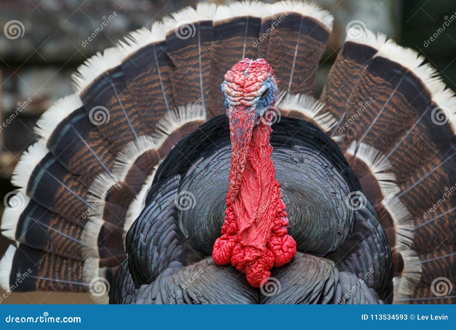 Bronze turkey in the farm stock image. Image of holidays 113534593