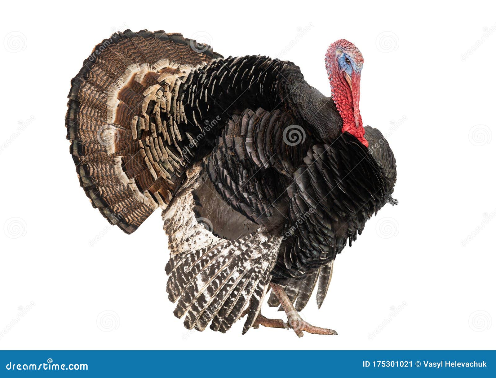 bronze turkey  on a white background