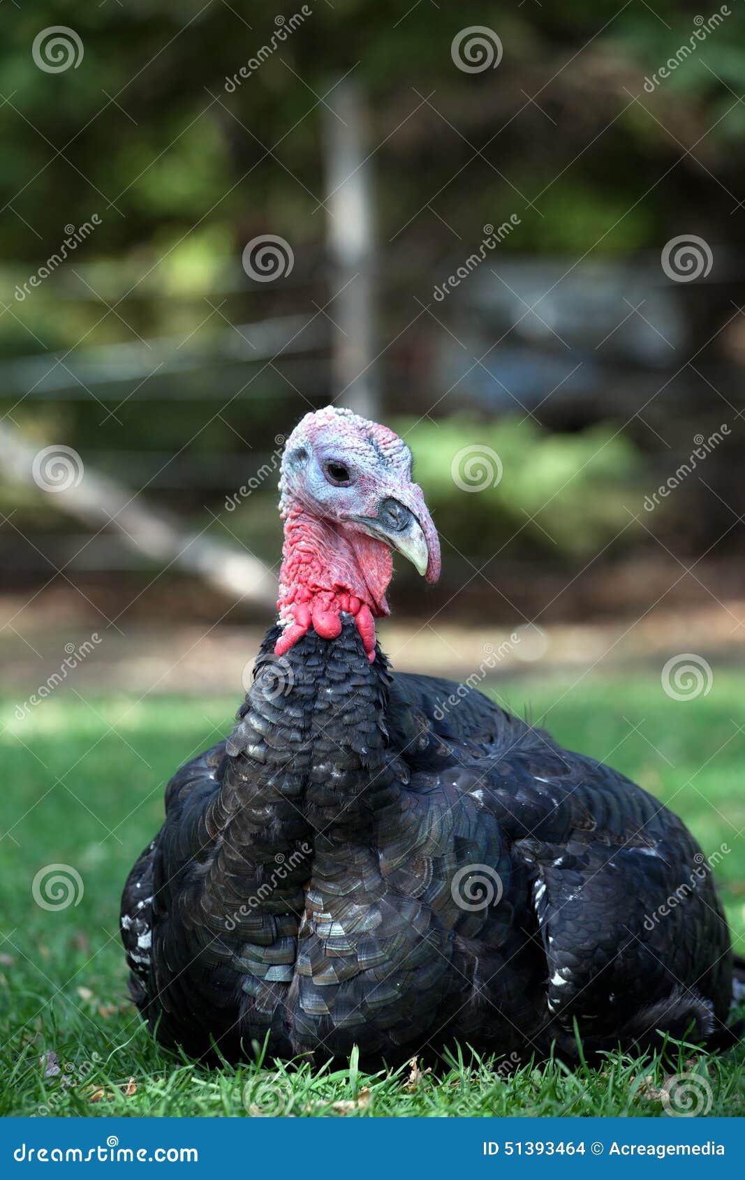 Bronze Turkey stock photo. Image of meat, farm, orlopp 51393464
