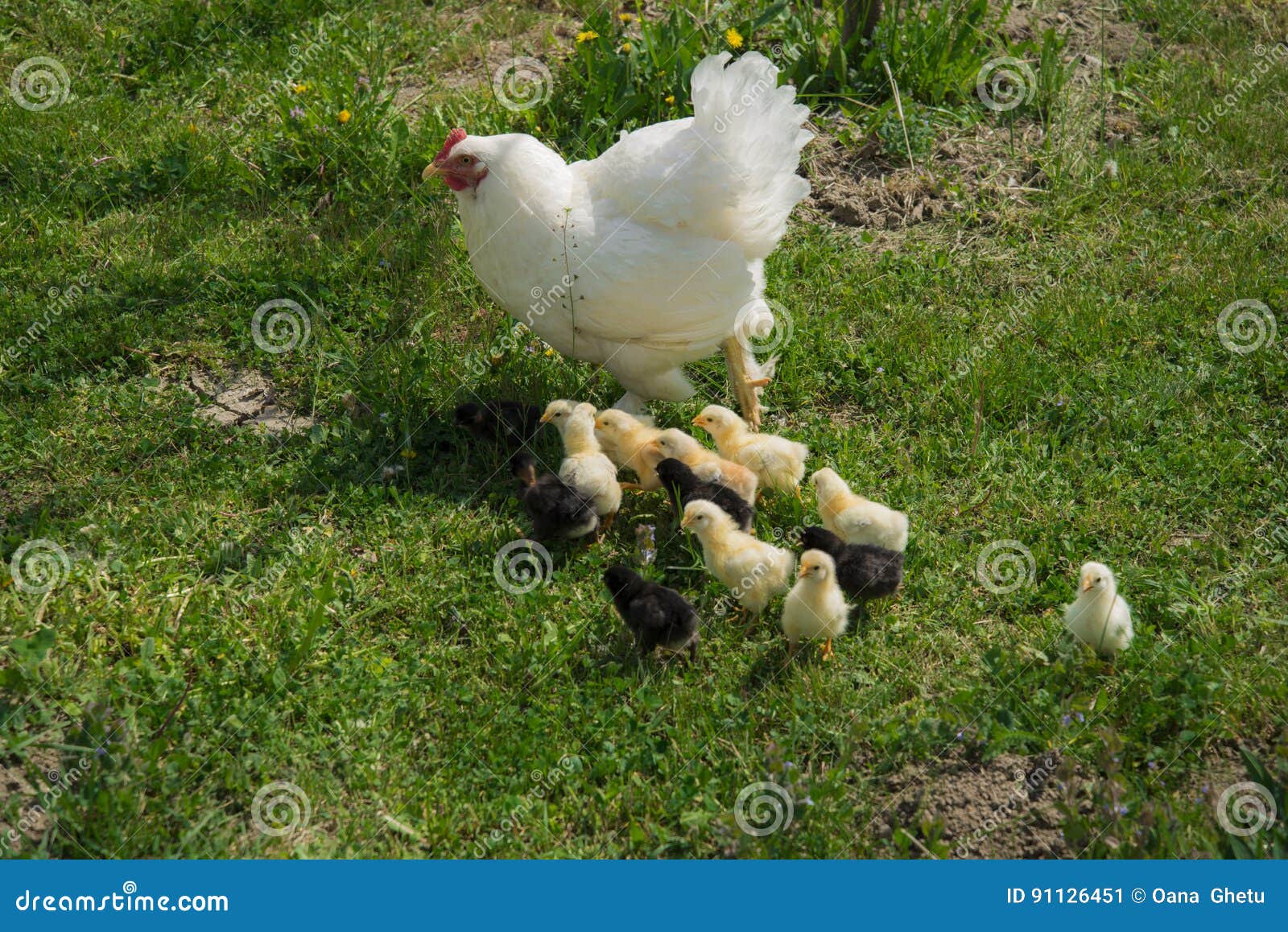 1,220 Mother Hen Baby Chicks Stock Photos - Free & Royalty-Free Stock  Photos from Dreamstime