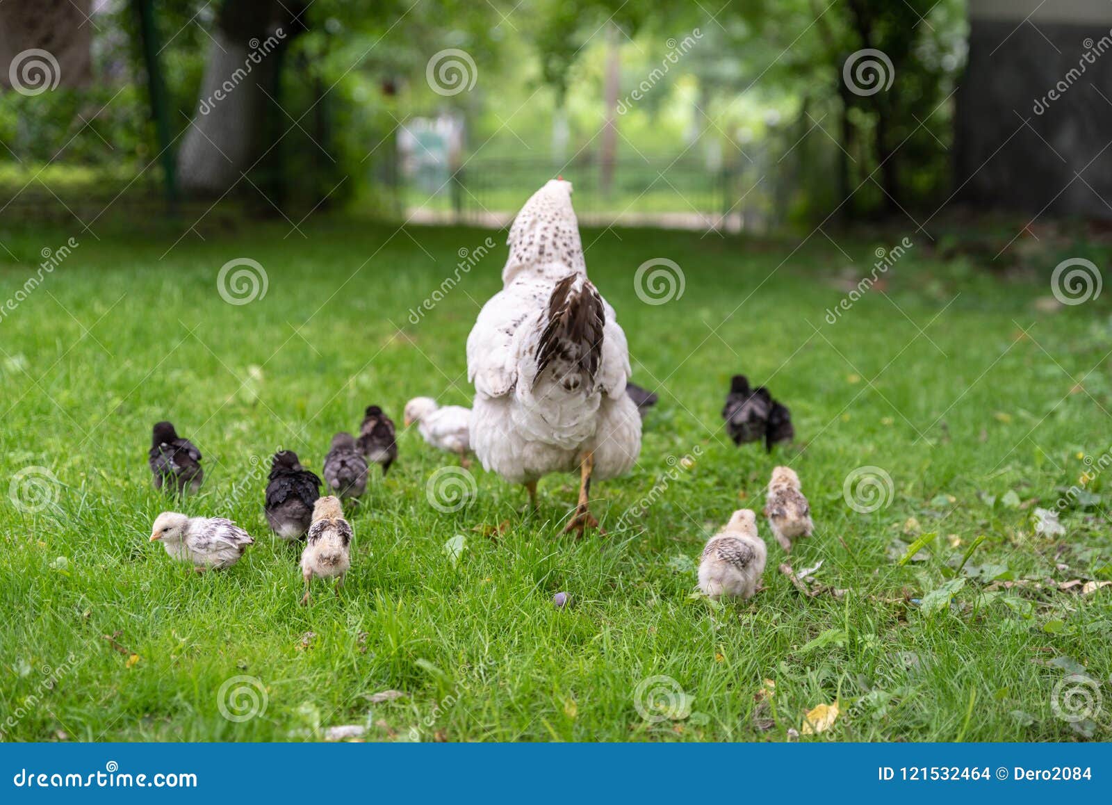 broody hen walk with her chicks in the yard