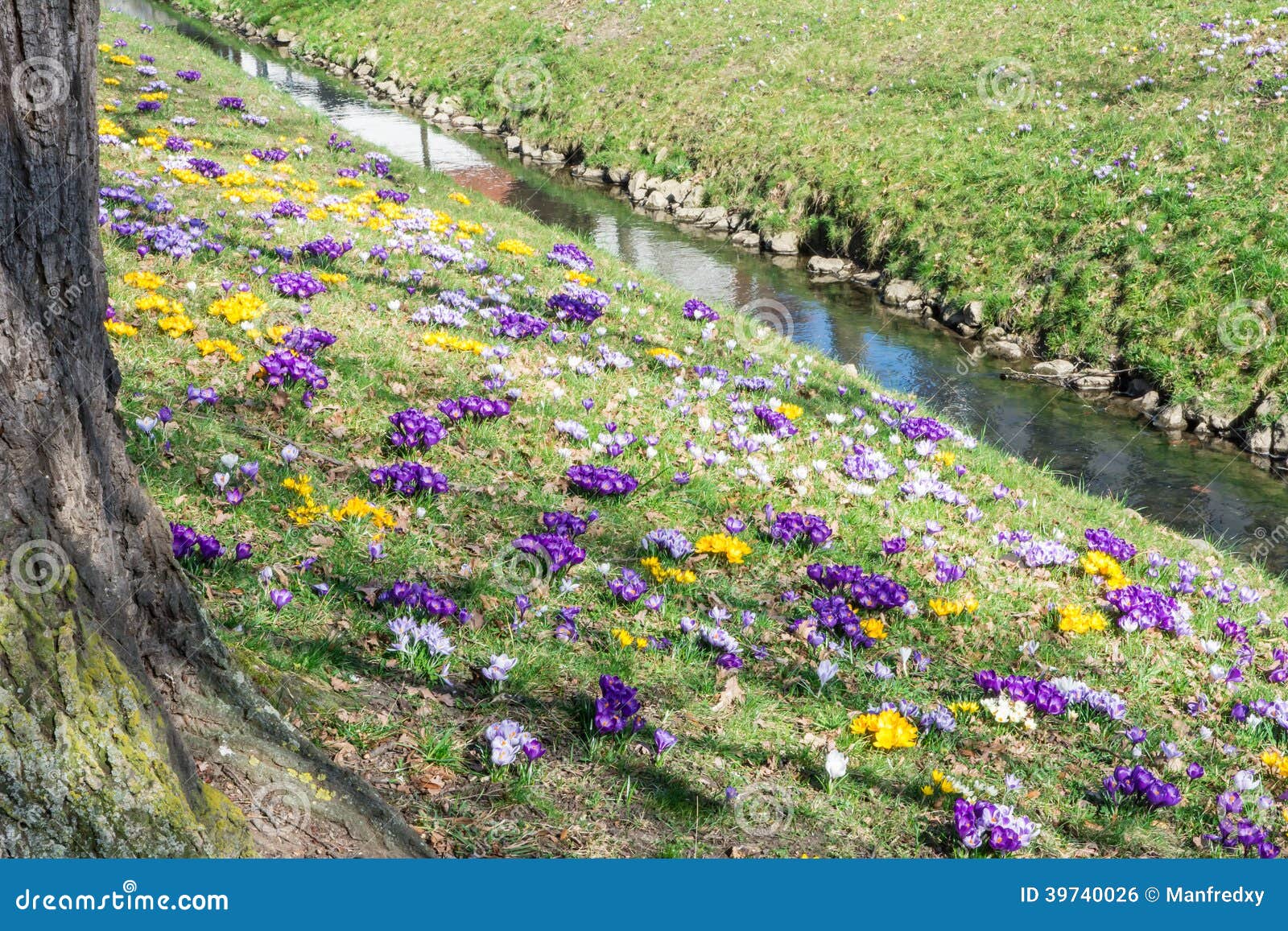 Brook and Crocus Flowers stock photo. Image of spring 39740026