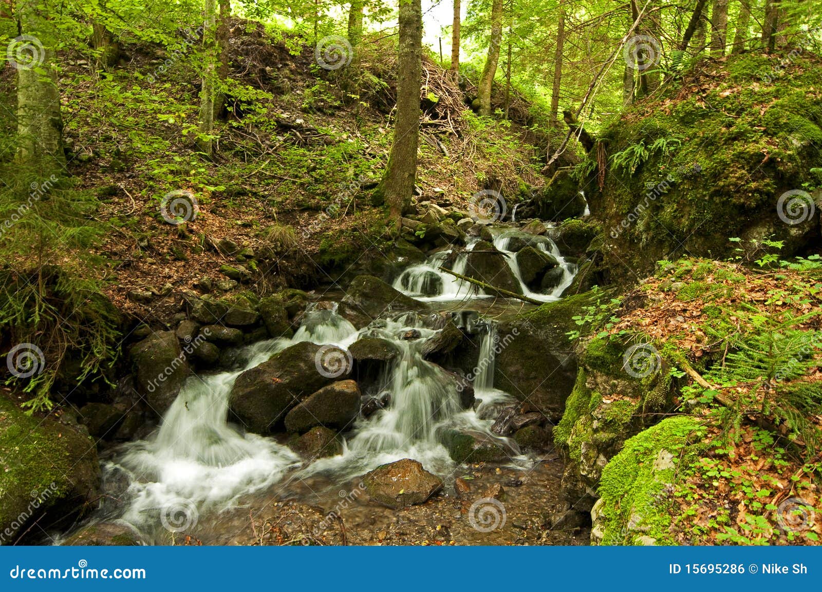 Brook In A Forest Stock Photo Image Of Stream Trees 15695286