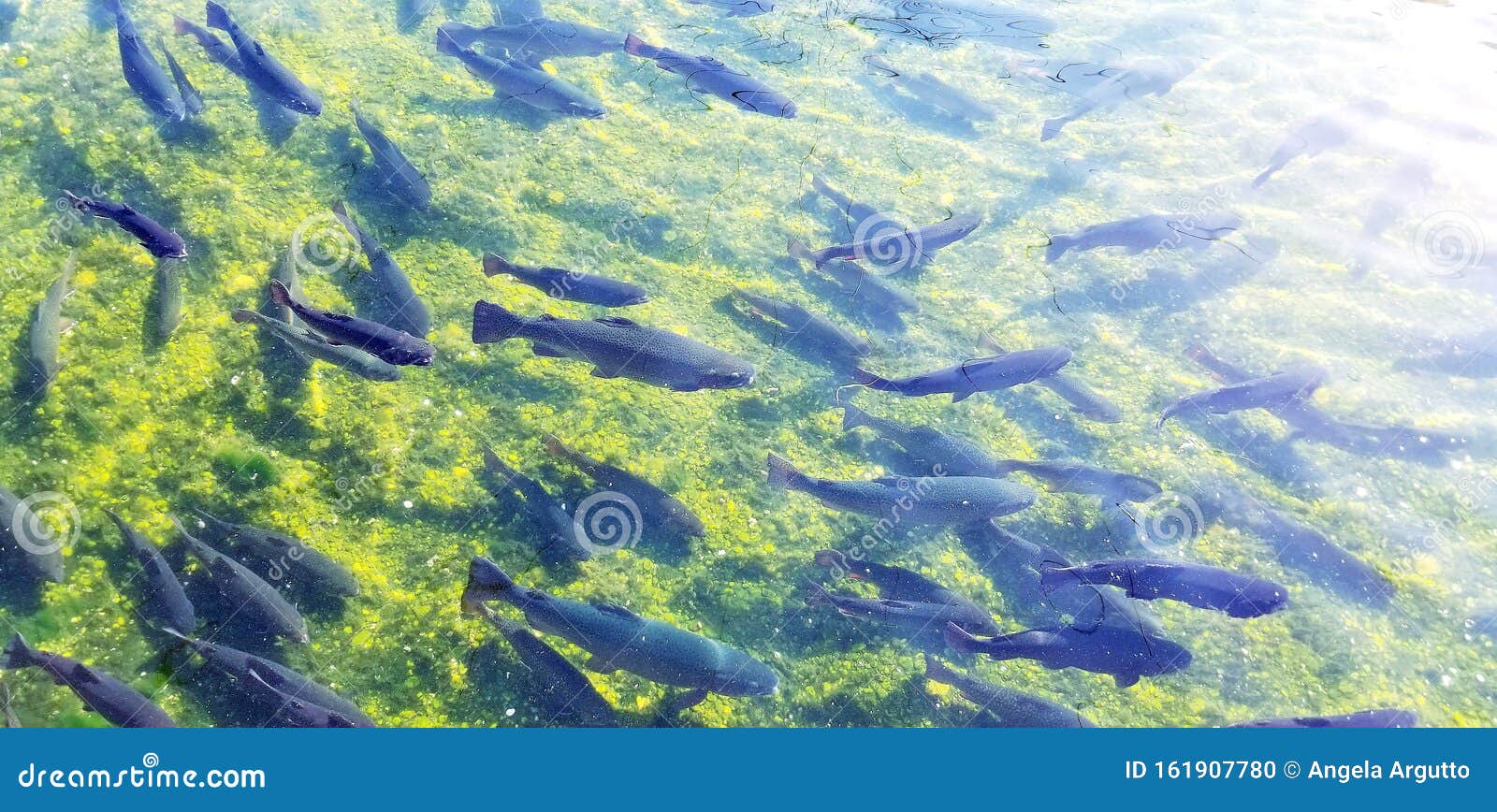Brook Trout Hatchery Fishing Stock Photo Image of fishing, brook