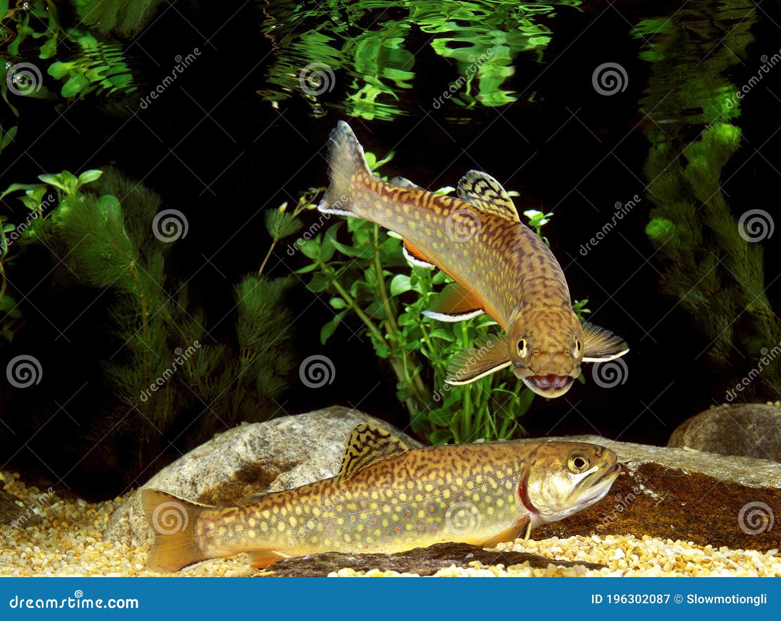 brook trout, salvelinus fontinalis, adults