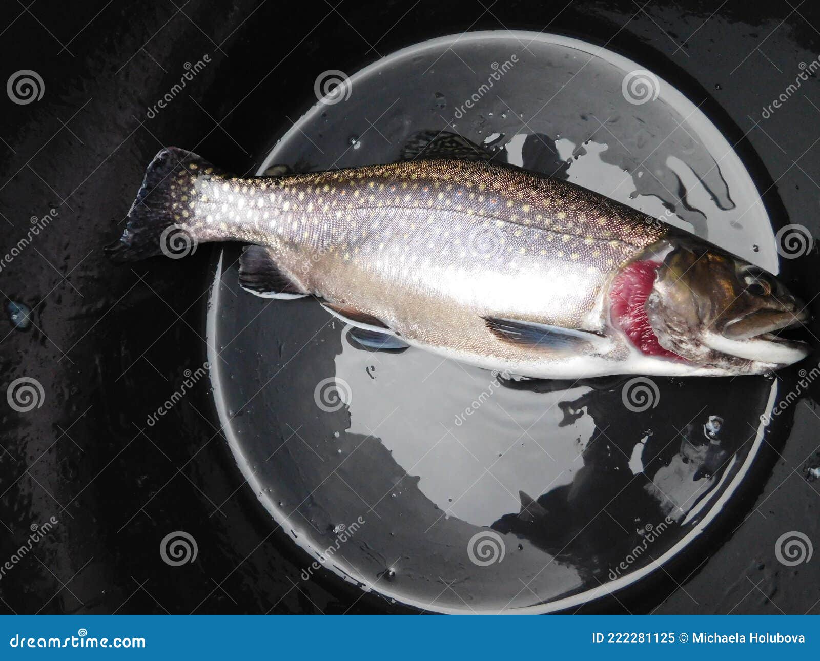 brook trout salvenius frontinalis salmonid fish