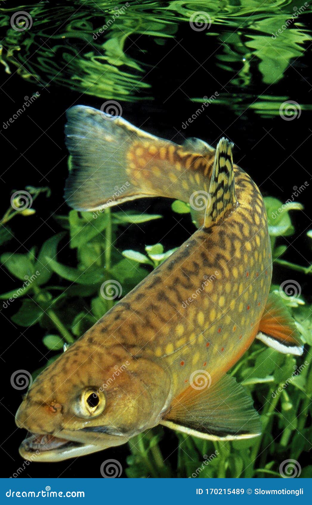 saumon de fontaine salvelinus fontinalis