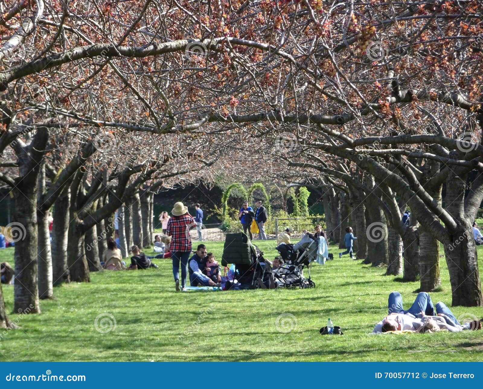 Brooklyn jardin botanique partie 13 en avril 2016. Le jardin botanique de Brooklyn (BBG) est un jardin botanique dans la ville de Brooklyn à New York City Fondé en 1910, et situé dans le voisinage de parc de perspective, le jardin de 52 acres (21 ha) inclut un certain nombre de jardins de spécialité dans le jardin