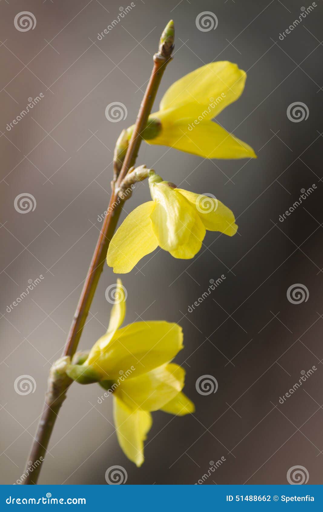 Broom in bloom stock photo. Image of garden, yellow, women 51488662