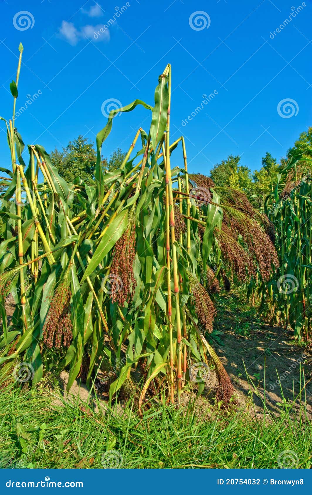 Broom Corn stock photo. Image of broom, stalks, crop 20754032