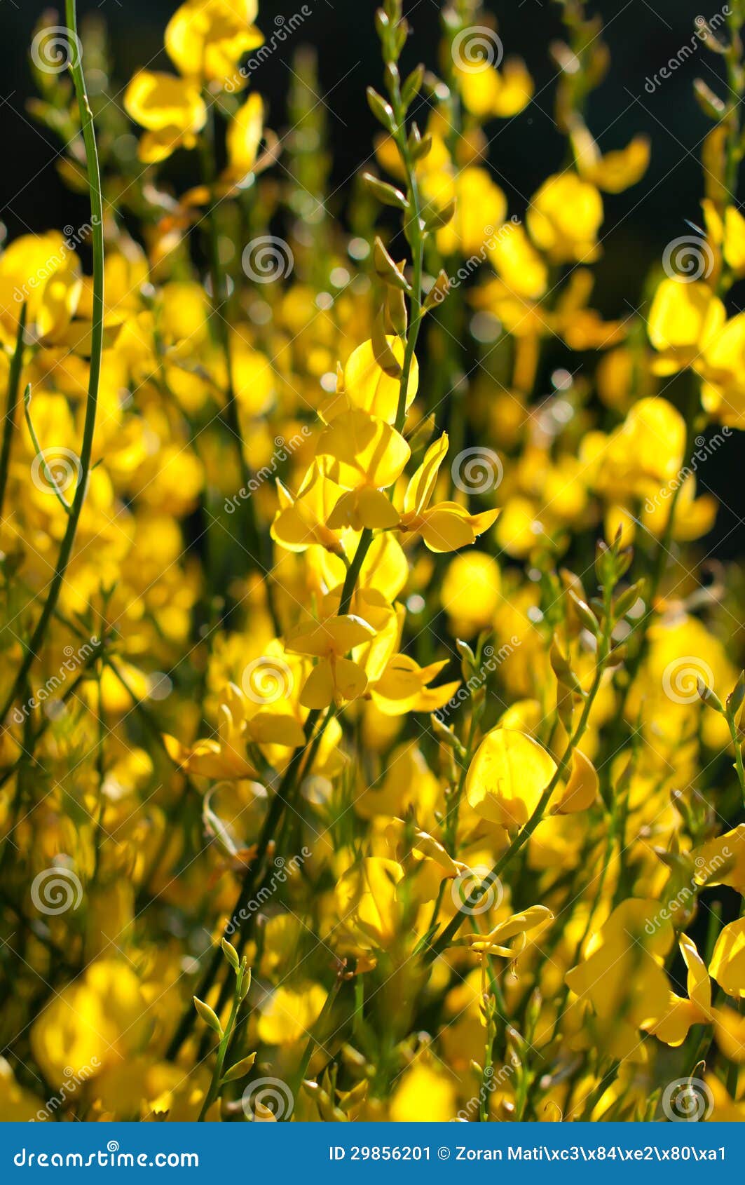 Broom flower stock image. Image of bunch, bloom, bright 29856201