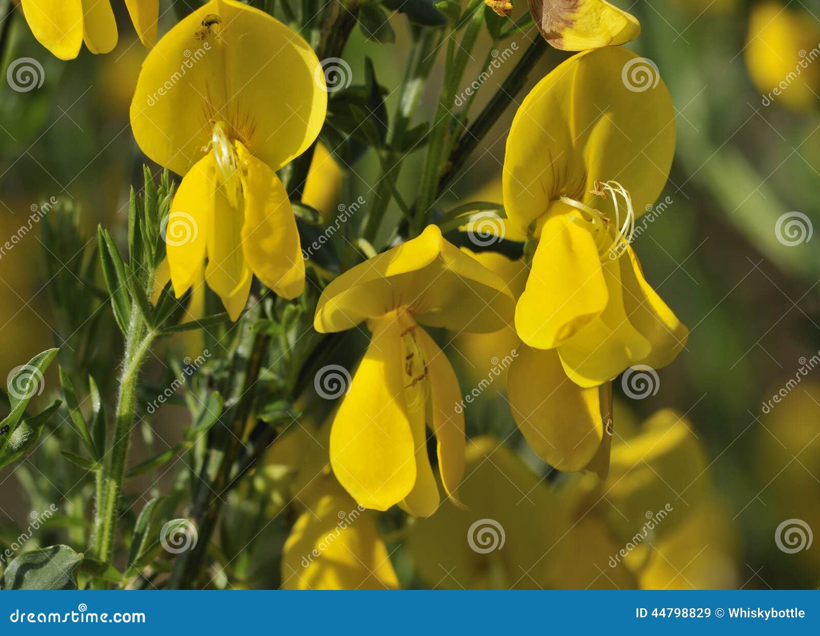 broom plant with yellow flowers broom plant with yellow flowers