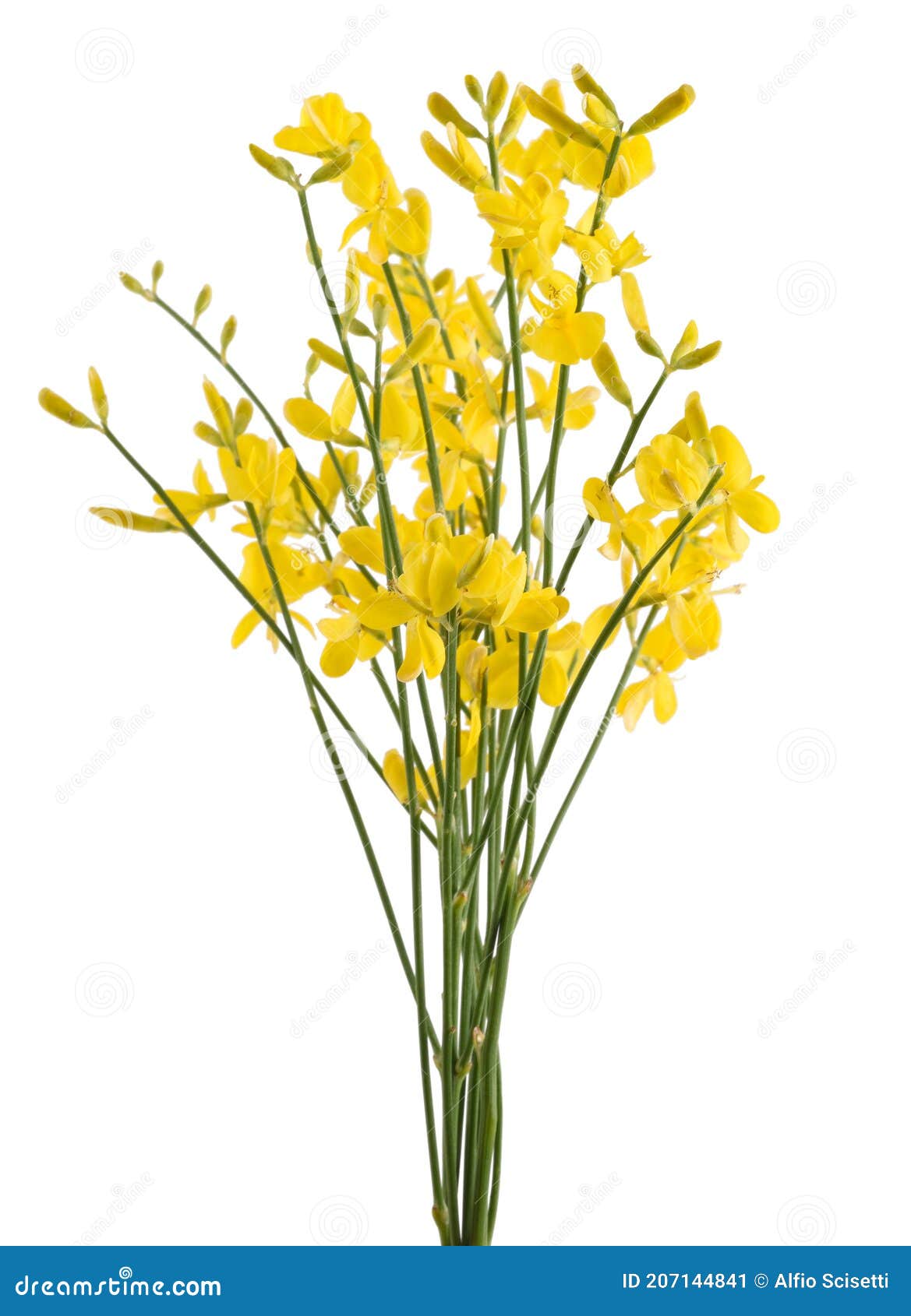 Broom flowers stock image. Image of bush, flowers, bloom 207144841