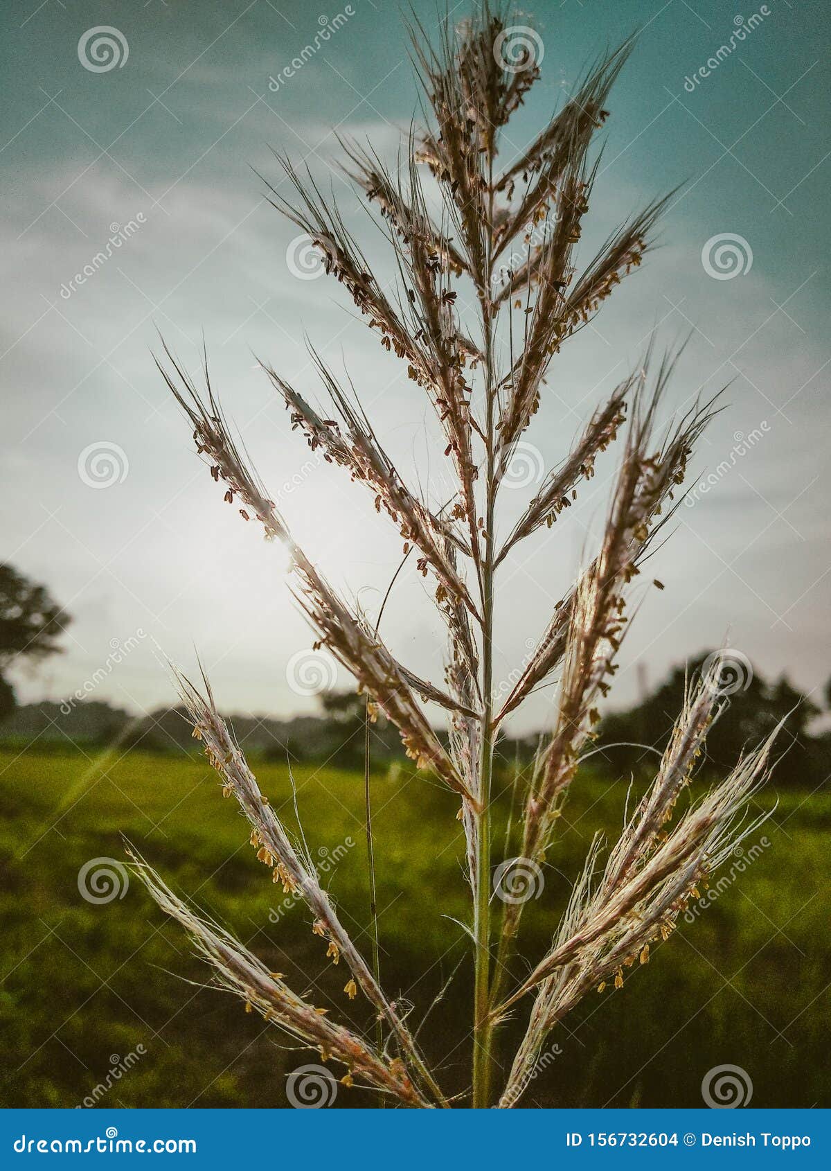 Broom Grass Plant Indian Broom Grass Plant Stock Photo Image of plant