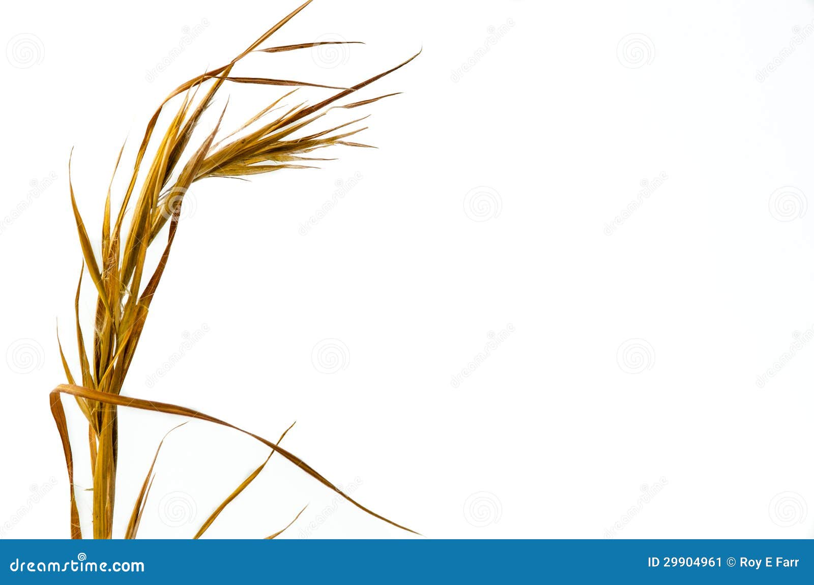 Broom Straw stock image. Image of white, seeds, grass 29904961