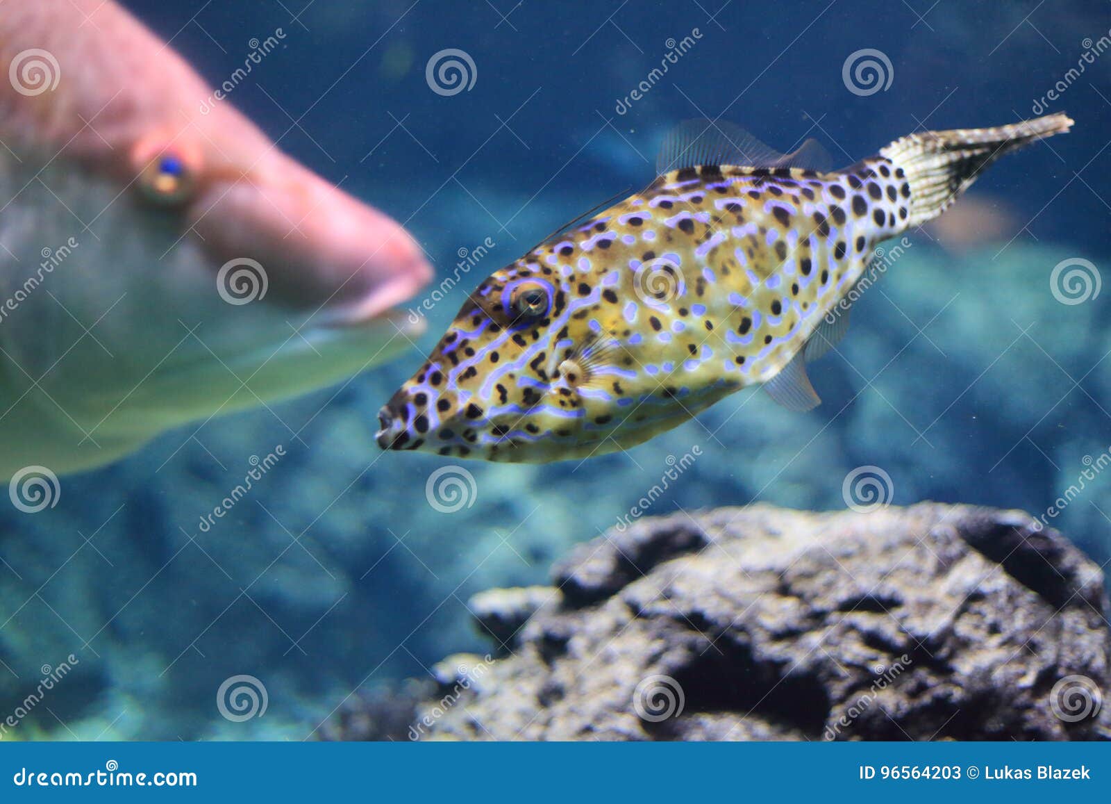 Broomtail file stock image. Image of aluterus, nature 96564203