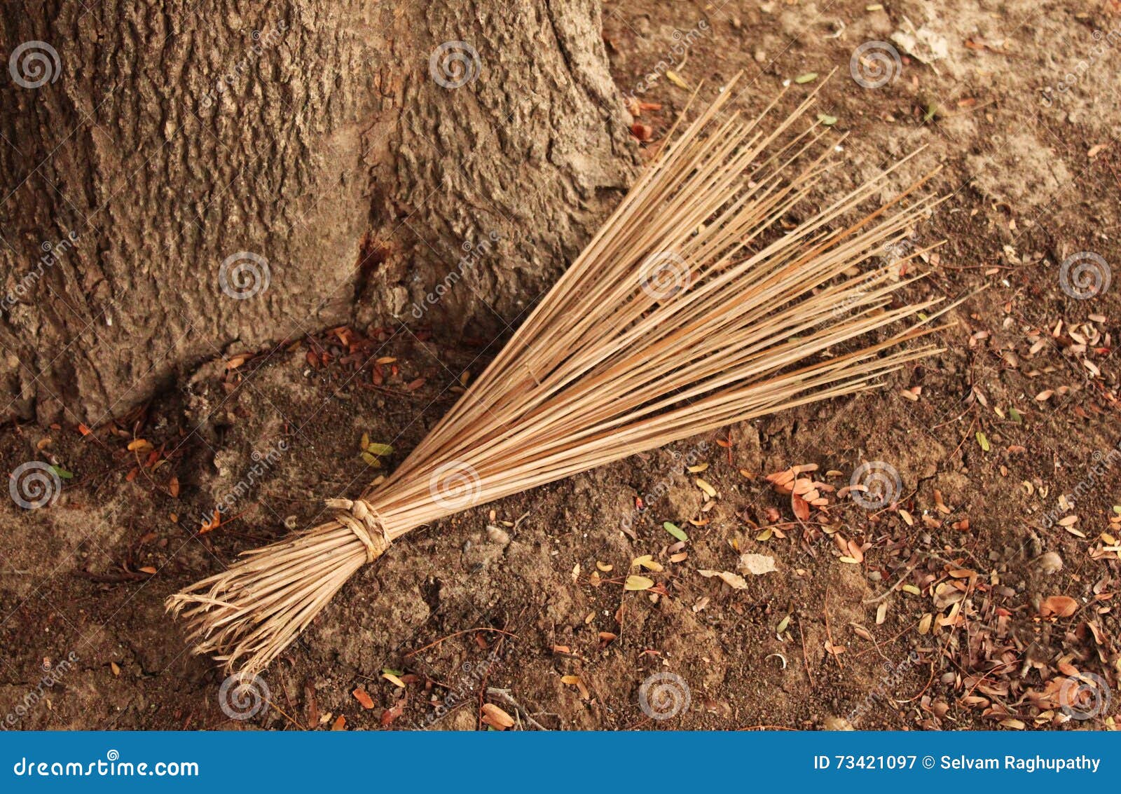 bible broom tree bible broom tree