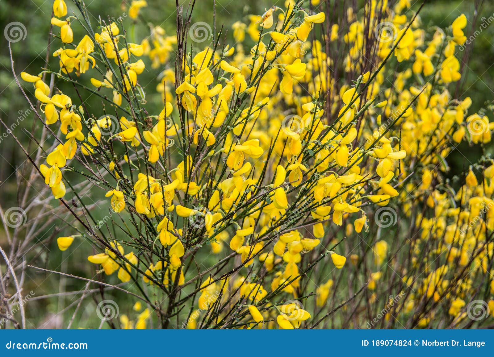 Broom Broom in Yellow Bloom Stock Photo Image of bushes, edge 189074824