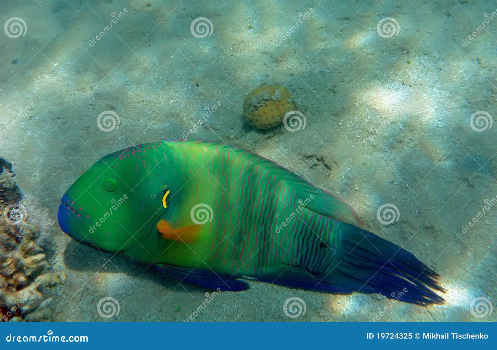 Broomtail wrasse stock image. Image of marine, coral 19724325