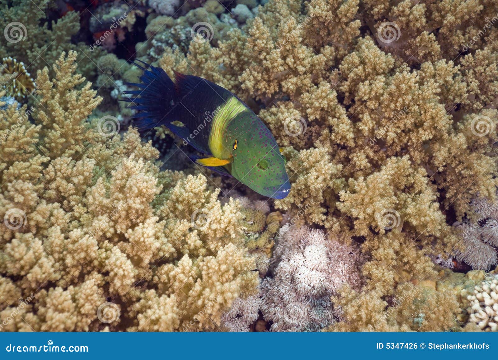 Broomtail Wrasse (cheilinus Lunulatus) Stock Photo Image of reef