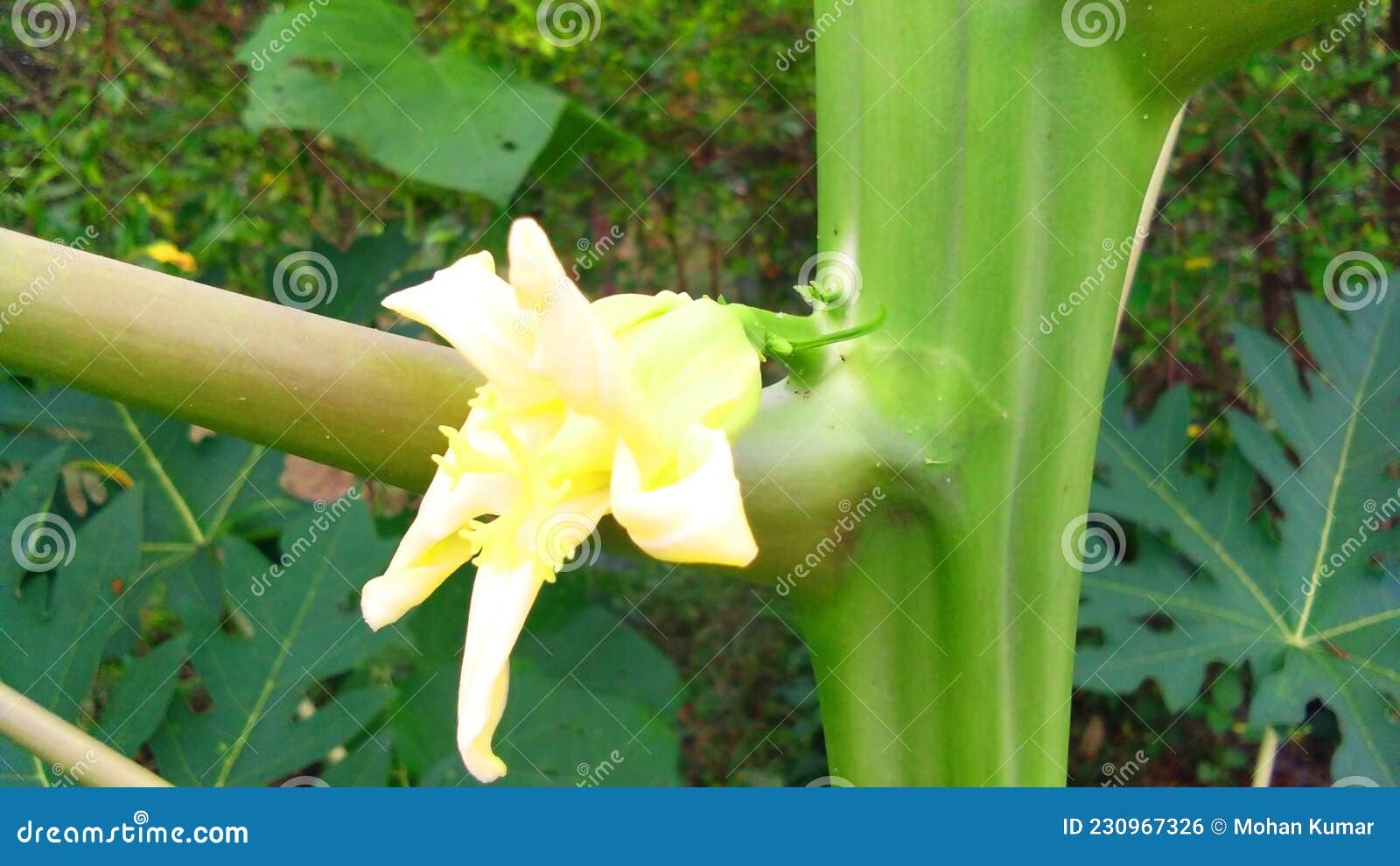 Brote de flor de papaya foto de archivo. Imagen de hermafrodita - 230967326