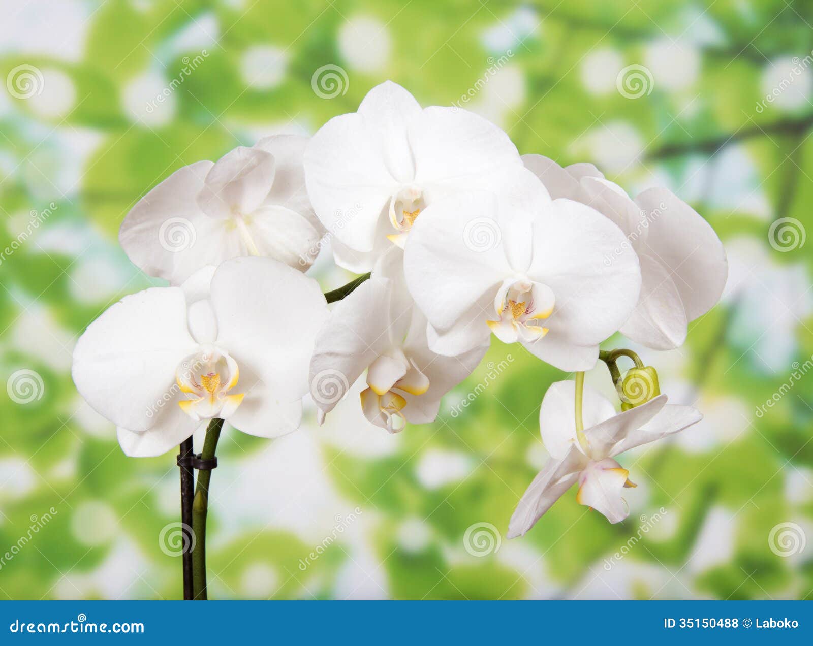 Brote de una orquídea blanca. Brote de la orquídea blanca contra follaje verde